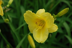 Hemerocallis Happy Returns' — photo 2